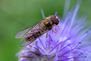 Hainschwebfliege - Episyrphus balteatus