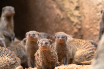 Fototapeta premium photographs of striped mongooses in nature in their natural habitat