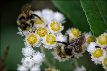 Bees pollinate vibrant white and yellow wildflowers in a lush garden.