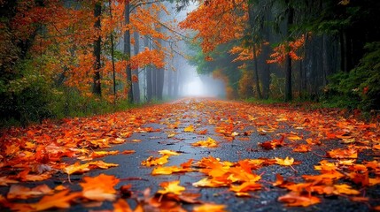 Serene autumn morning walk through misty forest path vibrant leaves tranquil nature scene peaceful setting reflective moment