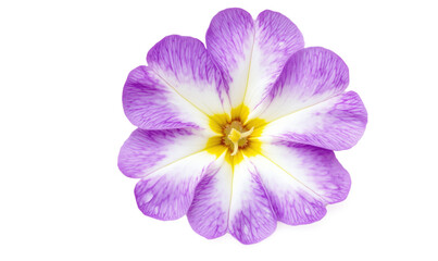 Purple and white flower with yellow center, vibrant petals, intricate patterns, delicate structure, isolated on transparent background, png