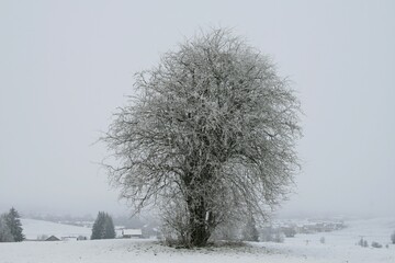 Bäume und Sträucher in tief verschneiter Winterlandschaft, bedeckter Himmel, Allgäu, Bayern.