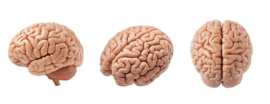 Collection of human brain anatomical model isolated on transparent background. Generative AI