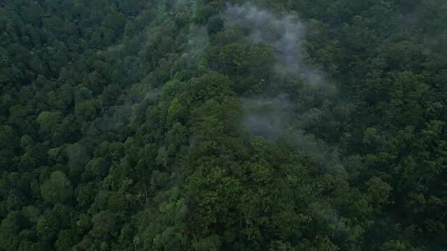 Aerial drone movement cinematic of Mount Geger Bentang, Cianjur, Indonesia. A thin mist covers some parts of the forest.