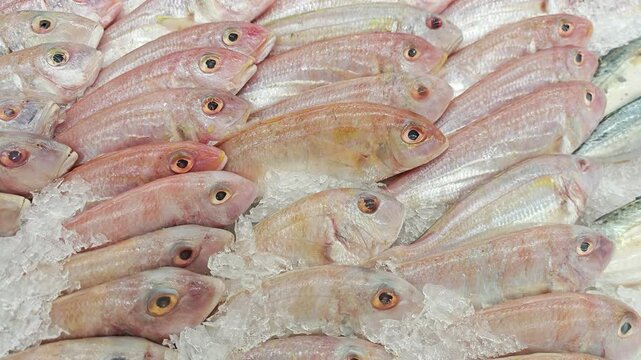 ORNATE THREADFIN BREAM