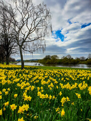 Obraz premium Daffodil flowers in bloom along the river.