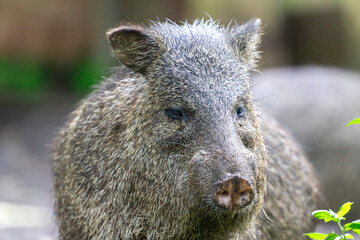 A collared peccary (Pecari tajacu) in focus, showcasing its attentive gaze and detailed fur texture. Ideal for wildlife themes or environmental protection topics.