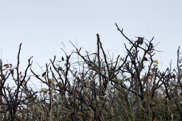 Bare branches of a shrub against the background of a bright clear sky. Copy space
