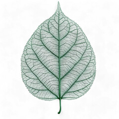 Obraz premium Delicate green leaf with intricate vein structure isolated on transparent background cutout png