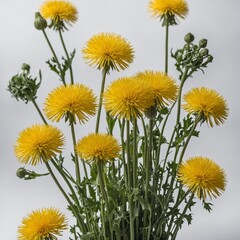 "A cluster of yellow dandelions with green stems on a white background."