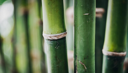 Young green bamboo trunks, natural pattern. Perfect for serene and organic background.