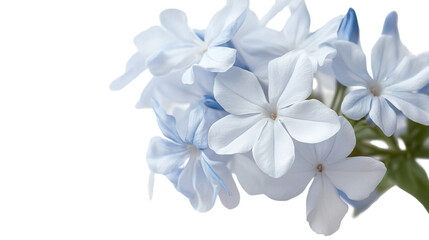 Obraz premium Delicate Blue Flowers: A close-up of a cluster of soft blue flowers, showcasing the intricate details of their petals and delicate stems.