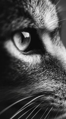 black and white cat eye