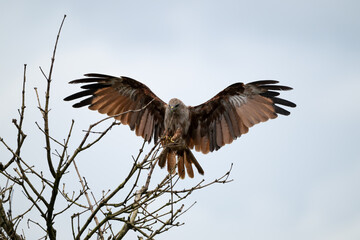 Obraz premium Juvenile Brahminy kite coming to land on the branches of a dead tree
