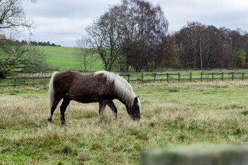 Brown horse with a white mane grazes in a paddock