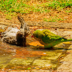 Columba livia & Myiopsitta monachus