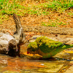 Columba livia & Myiopsitta monachus