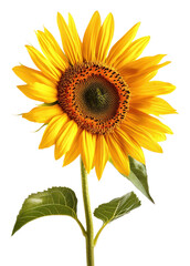 Obraz premium single sunflower PNG