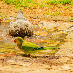 Columba livia & Myiopsitta monachus