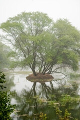 A serene and picturesque scene of a large, sprawling tree with vibrant green foliage, near a water...