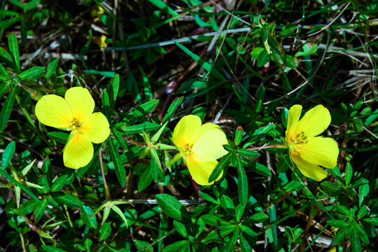 Jussie rampante, Ludwigia peploides, Jussiaea peploides