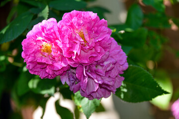 Obraz premium Rose, variete Russeliana,