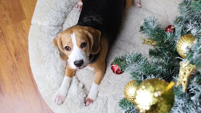 A beagle dog looks at a decorated Christmas tree, a sparkling Christmas ball.