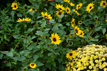 Obraz premium Yellow daisies in bloom in a residential flowerbed