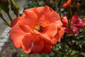 花の蜜を吸うミツバチ