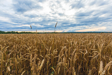 Evening landscape, rye field stretching to the horizon
