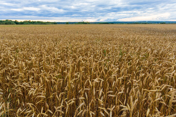 Evening landscape, rye field stretching to the horizon