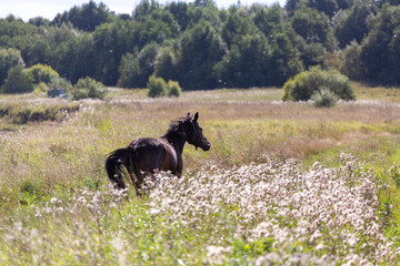 Brown horse galloping in a summer field