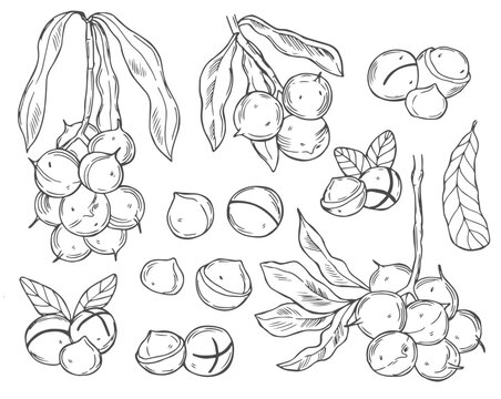 Vector Macadamia Nuts Sketches Collection, Black Outline Drawings Isolated on White Background.