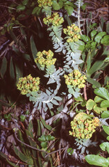 Euphorbia veneris plant with yellow flowers