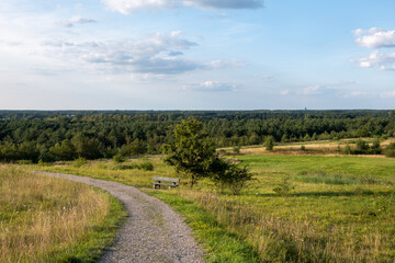 Obraz premium road in the forest
