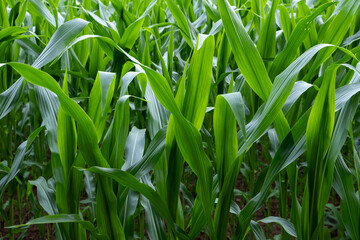 Obraz premium green grass in the wind