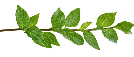 Fototapeta premium A fresh green leaf branch on a white background. transparent background