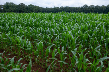 corn field in the morning