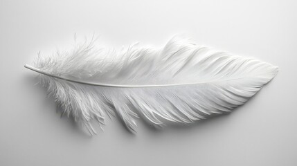 Obraz premium Elegant white feather isolated on a clean white background with soft textures and details