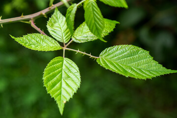 green leaves on a tree