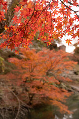 秋空の下鮮やかに彩る紅葉