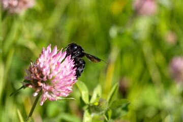 Black carpenter bee on a purple clover flower in Cotacachi, Ecuador