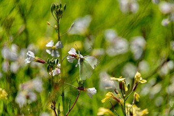 Wildflowers in a field in Cotacachi, Ecuador