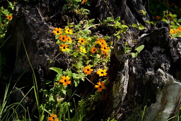 Fototapeta premium Black-eyed susan vine with orange flowers growing over a stump in Cotacachi, Ecuador
