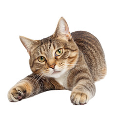 Obraz premium A Cute Tabby Cat Stretching Playfully on a Solid Black Background