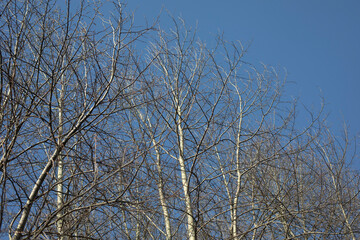 Tree branches. Tree without leaves. Trees against the sky.