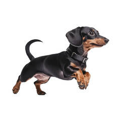 Obraz premium Dynamic Dachshund Leaps with Joy on a Solid White Background, Pure Delight!