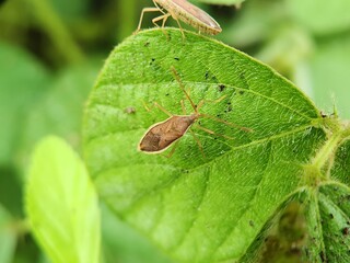 The rice ear bug (Leptocorisa oratoria)