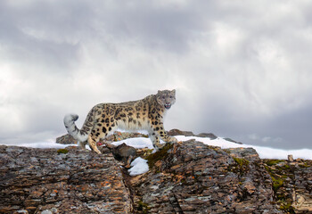 Snow leopard (Panthera uncia) walking on a rocky cliff in winter