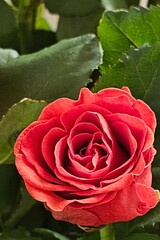 Beautiful red rose blooming in a garden during spring season capturing nature\'s vibrant colors